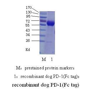 狗 PD-1 （ programmed cell death protein 1）(图2)