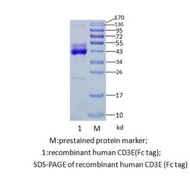 人CD3E （CD3 epsilon）(图2)