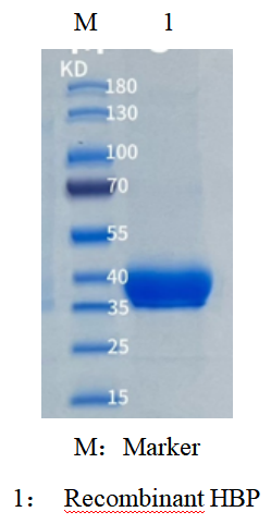 肝素结合蛋白（ Heparin-Binding Protein，HBP）(图1)