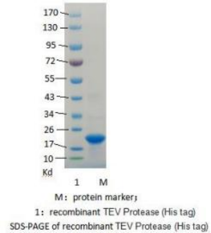 TEV蛋白酶  TEV Protease (His-tag)(图1)