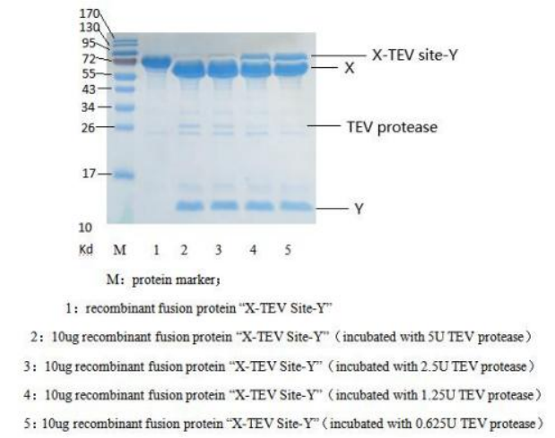 TEV蛋白酶  TEV Protease (His-tag)(图2)