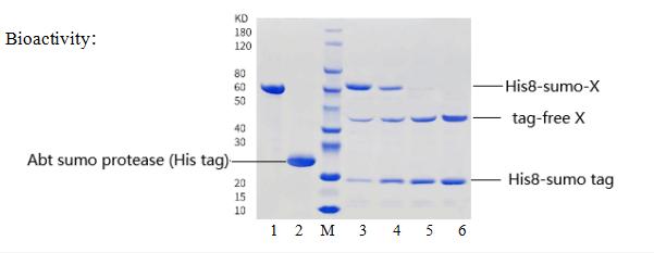 Sumo蛋白酶(图1)