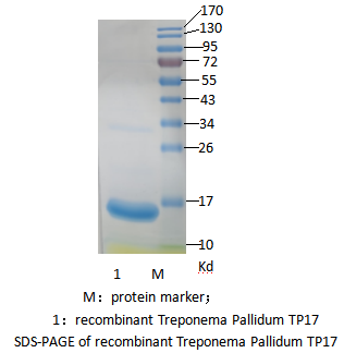 重组梅毒螺旋体TP17蛋白 （ Recombinant Treponema Pallidum TP17 protein  ）(图1)