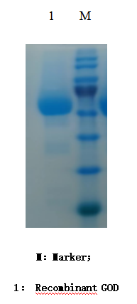 葡萄糖氧化酶 ( glucose oxidase, GOD )(图1)